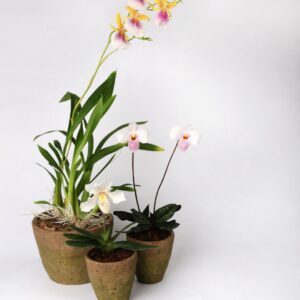 PLANTES